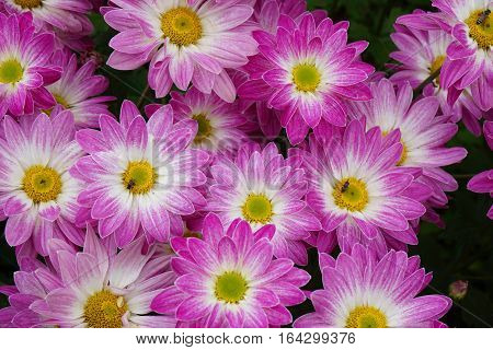 pink and purple flower on dark rustic background.