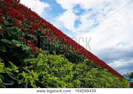 red and green flowers on sky background.