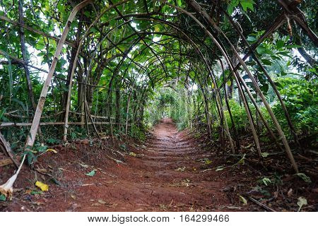 Beautiful  road and tree tunnel in garden