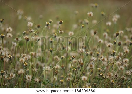 White flowers on dark rustic background in garden