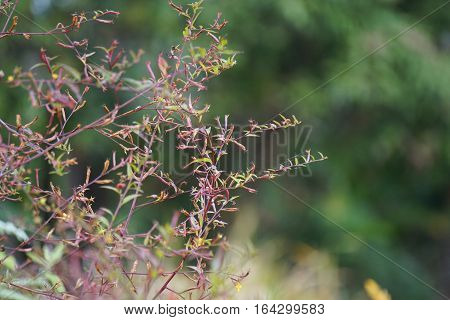 tree and leaf  on dark rustic background in garden