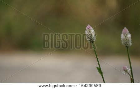 White and purple flowers on dark rustic background in garden