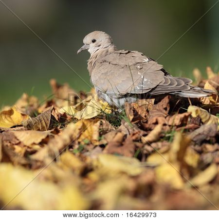 Euraasian Turkinkyyhky tunnetaan myös nimellä turtledove (Streptopelia decaocto)