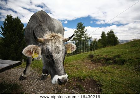 높은 산을 쳐다 보고 있습니다 (Dolomites, 이탈리아)에 소