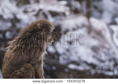 Snow monkey onsen 
Take photo at nagano Japan