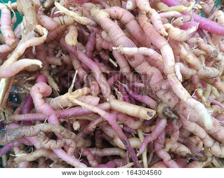 Close up of fresh raw purple Morinda officinalis (also known as Indian Mulberry) root.