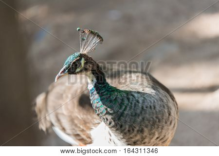Beautiful Peacock With Feathers