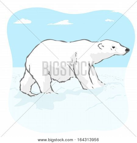 big polar bear in the arctic tundra