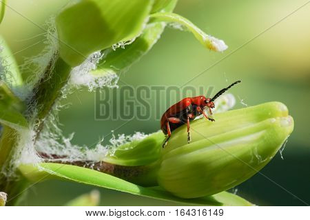 A similar Lily family (lat. Lilioceris lilii) from the family of leaf beetles, feed on leaves, buds, stems and flowers of plants of the Lily family.