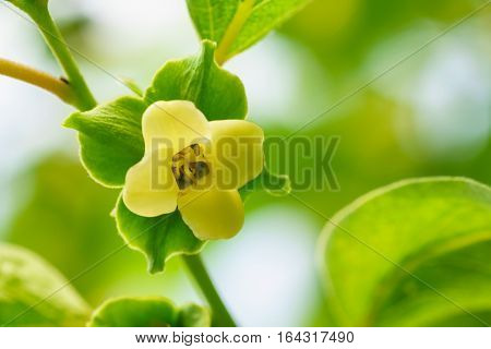 Flower persimmon (lat. Diospyros) on a tree branch