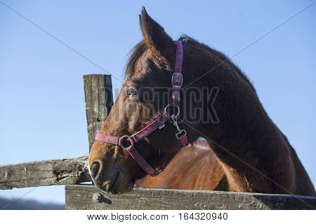 Peaceful purebred horse looking over wooden pinfold fence