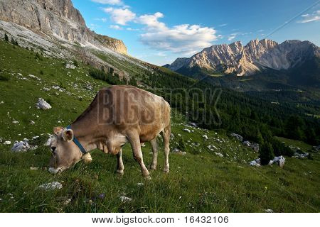 신선한 녹색 잔디 (Dolomites, 이탈리아)에 풀을 뜯어 먹어 암소와 화려한 고산 경치