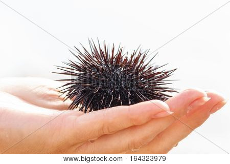 Sea urchin, Black Echinoidea, on women's hand
