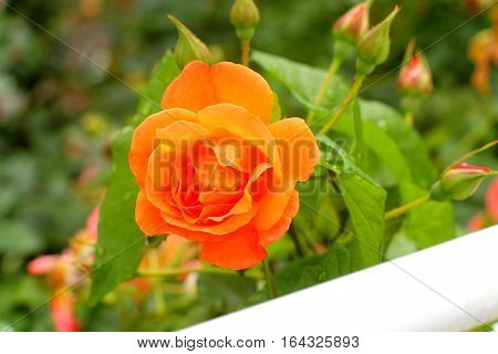 Orange rose and buds on soft green background.