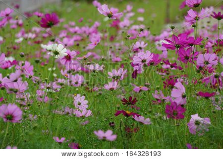 Colorful flowers flowers on green background in garden