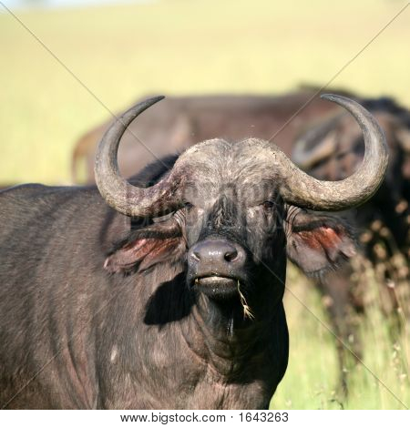 Buffle d'Afrique à Masai Mara au Kenya avec mouches