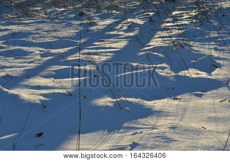 shadows in the snow on a very cold evening in the park