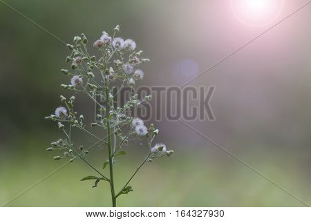 Little ironweed With warm light ( Little ironweed )