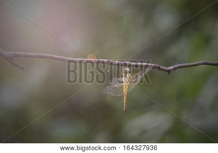 Seaside Dragonlet Dragonfly (Erythrodiplax berenice) on a twig