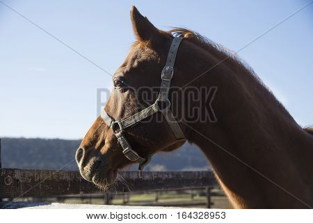 Horizontal closeup of face and eyes of a purebred stallion. Check out my another equine photos please