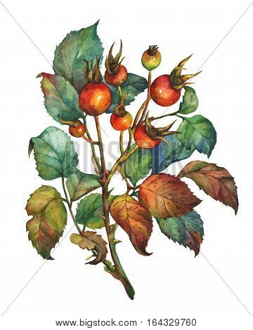 A branch of Dog rose (Briar) with red berries and green leaves. Hand drawn watercolor painting on white background.