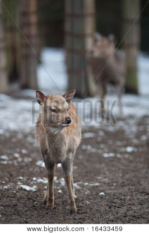 cervo sika (lat. Cervus nippon)