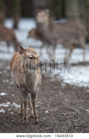 cervo sika (lat. Cervus nippon)