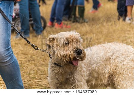 Irish Softcoated On A Grass Field With People In The Background