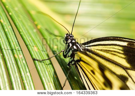 Tropical butterfly, the Idea of white or wood Nymph (lat. Idea leuconoe) on palm leaf