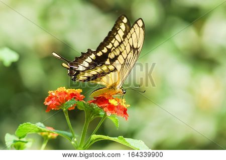 Daily tropical butterfly Papilio thoas, (lat. Papilio Thoas) collects nectar on a bright flower, Lantana (lat. Lantana)