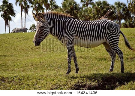 Burchell's zebra Latin name Equus quagga burchellii