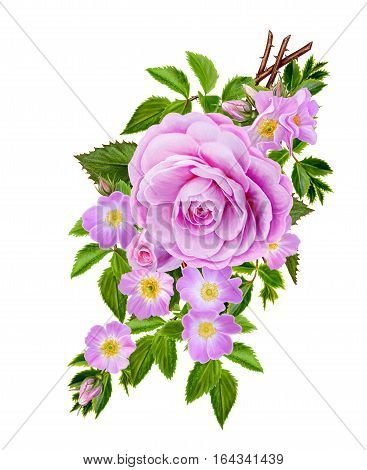 Flower composition. The branch of small wild roses bright beautiful large bright pink roses green leaves. Isolated on white background.