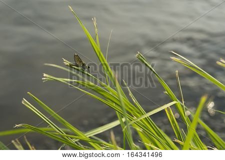 Dragonfly on grass on river Ibar bank in Seria