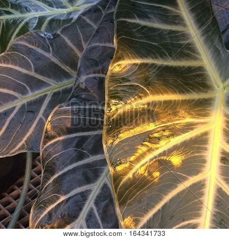 gorgeous large leaves illuminated by the sun