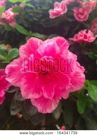 one large flower azalea fine great glorious magnificent
 lovely beauteous superb fair gorgeous