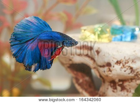 betta fish Aquarian fish swims in aquarium water