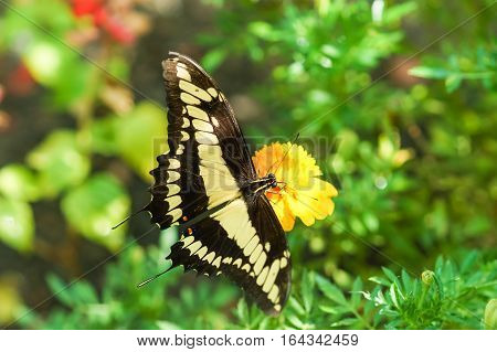 Daily tropical butterfly Papilio thoas, (lat. Papilio Thoas) with open wings