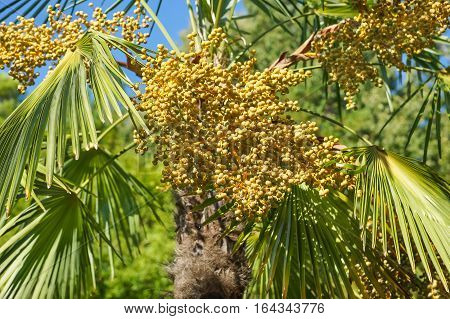 The fruits of the palm trees windmill palm the Fortune (lat. Trachycarpus fortunei)
