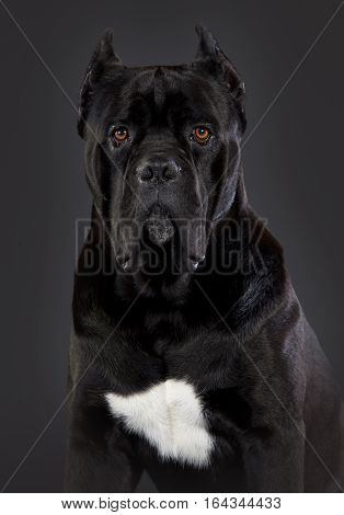 Black Cane corso portrait in studio with black background