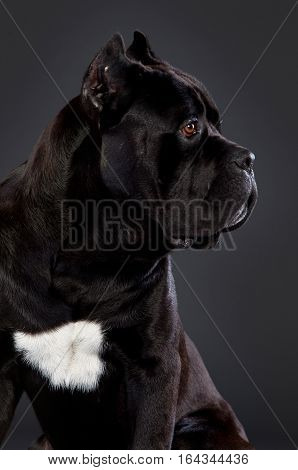 Black cane corso portrait sideways in studio