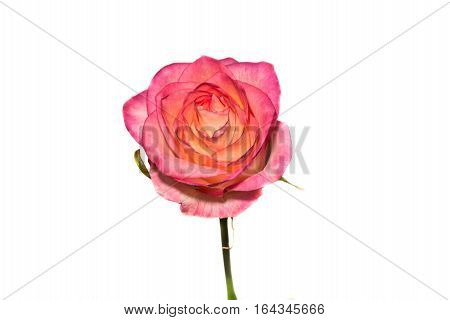Beautiful holiday bouquet of pink and yellow roses isolated on white background