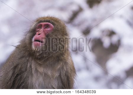 Snow monkey onsen 
Take photo at nagano Japan