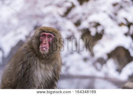 Snow monkey onsen 
Take photo at nagano Japan