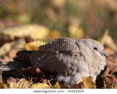 Euraasian Turkinkyyhky tunnetaan myös nimellä turtledove (Streptopelia decaocto)