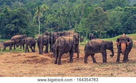 Sri lanka: group of elephants in Pinnawala, the largest herd of captive elephants in the world