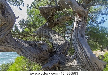 Twisted trunk of an old relict juniper tree. Crimea.
