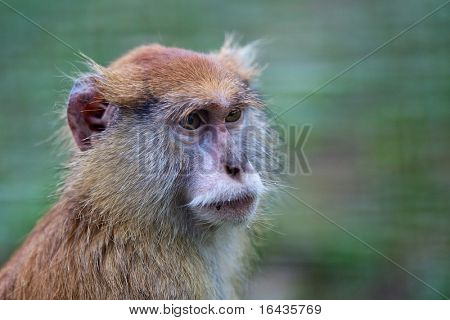 macaques、マカク属