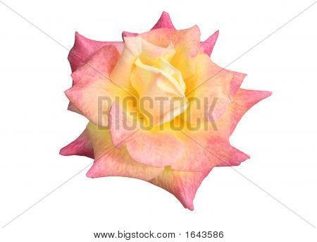 Rio Samba Rose