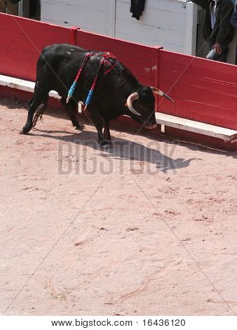 Corrida / Stierkampf