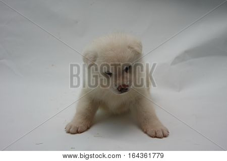 Cute newborn Akita Inu puppy posing on white paper